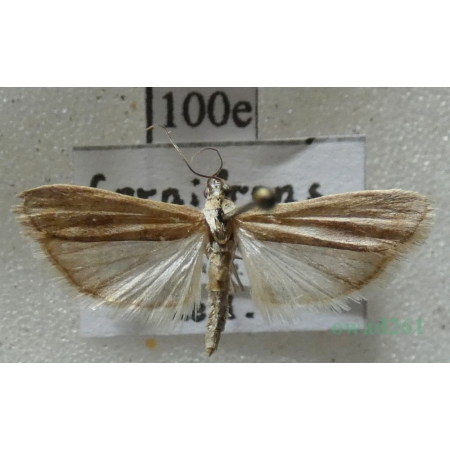 Cornifrons ulceratalis Lederer, 1858 Spain, Canary Is100e